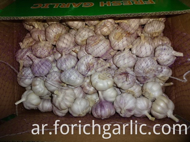 Different Sizes Fresh Garlic